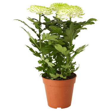 Chrysanthemum Plant